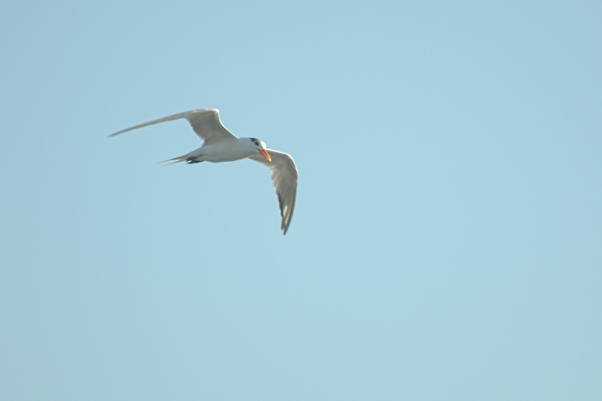 Royal Tern - ML24430261