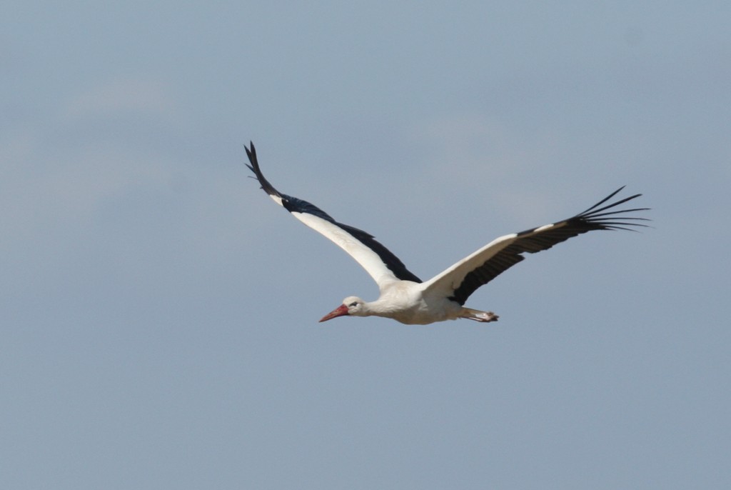 White Stork - ML244302861