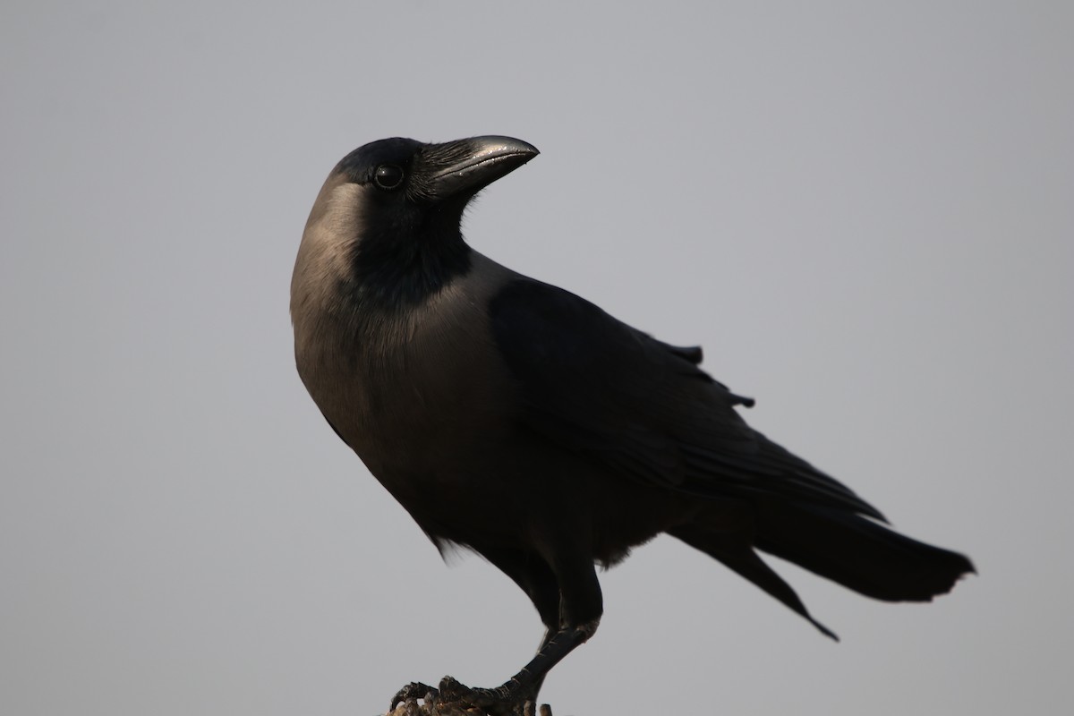 House Crow - ML244303431