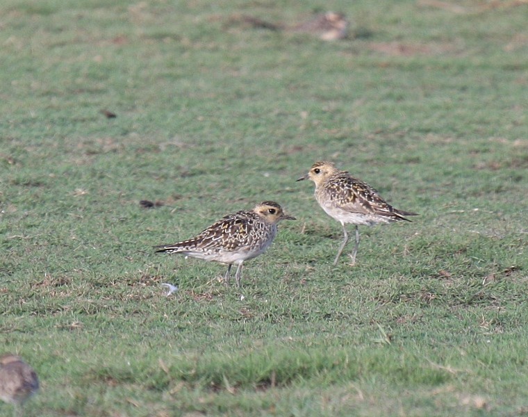 Pacific Golden-Plover - ML244304131