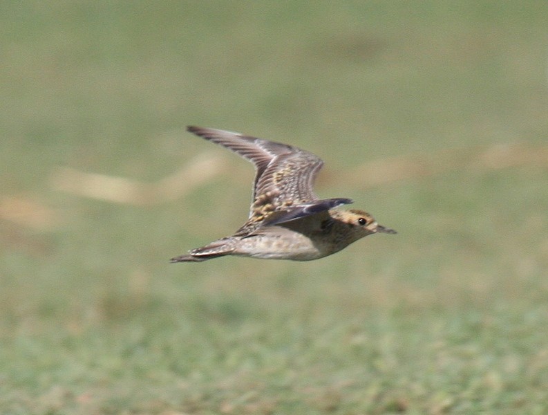 Pacific Golden-Plover - ML244304141