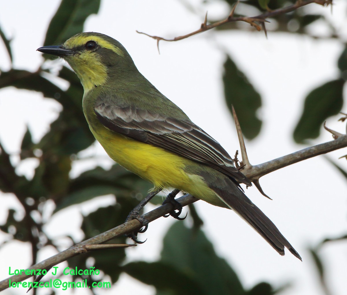 Mosquero Cejiamarillo - ML244304241