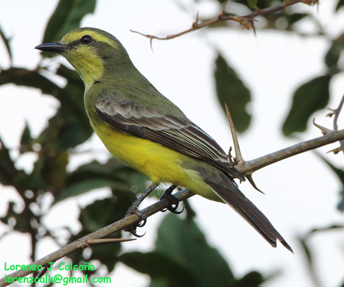 Yellow-browed Tyrant - ML244304251