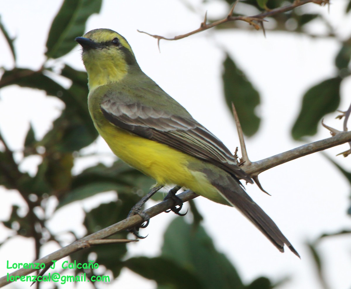 Yellow-browed Tyrant - ML244304261