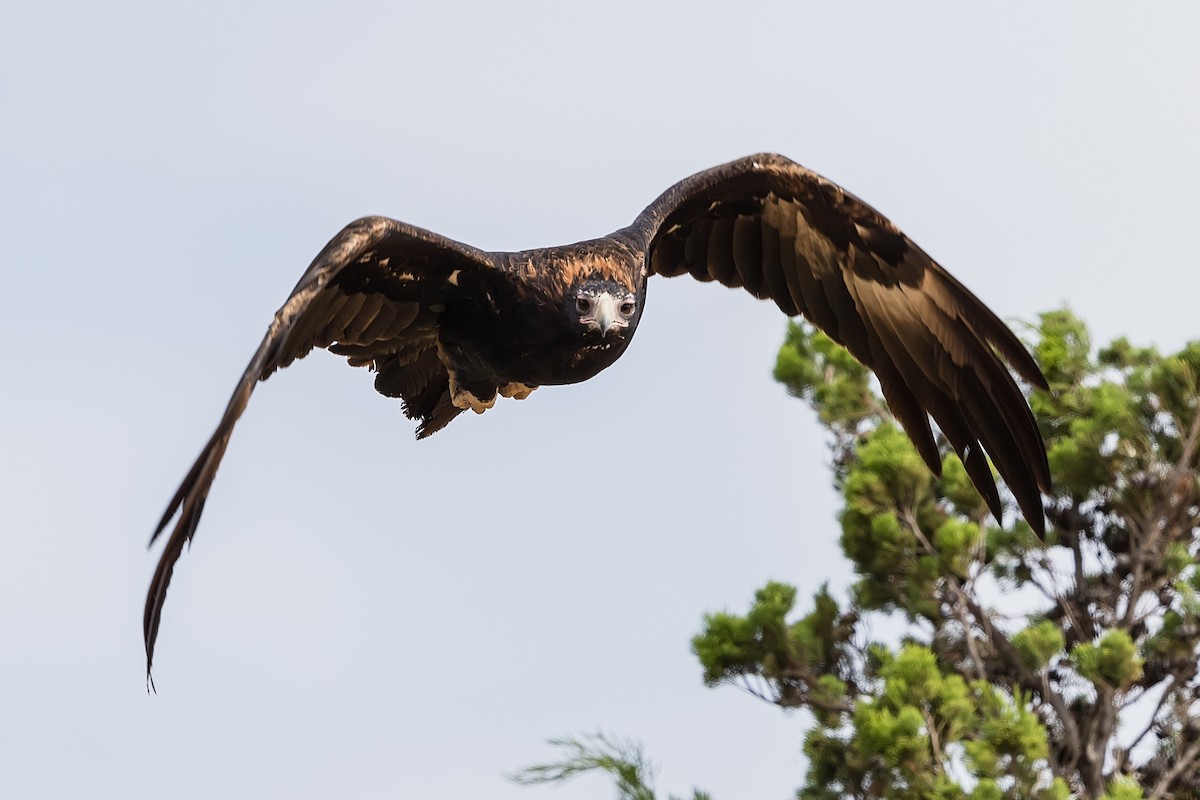 Wedge-tailed Eagle - ML244304361