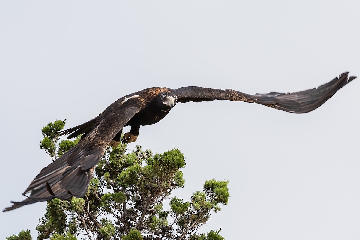 Wedge-tailed Eagle - ML244304371