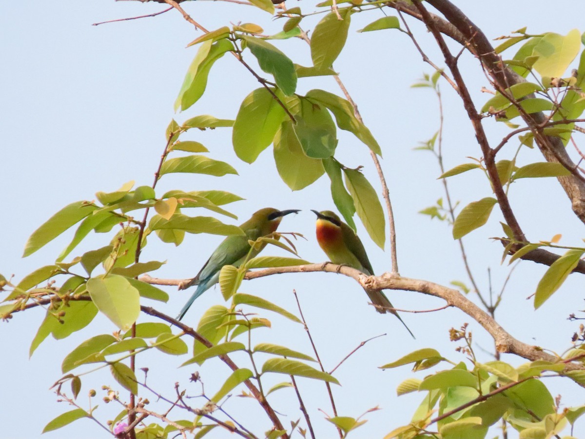 Blue-tailed Bee-eater - ML244304581