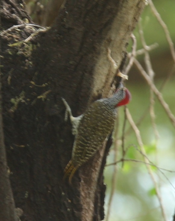 Nubian Woodpecker - Qiang Zeng