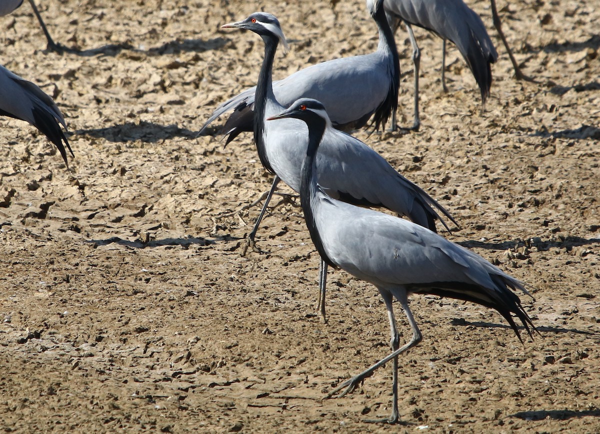 Demoiselle Crane - ML244304991