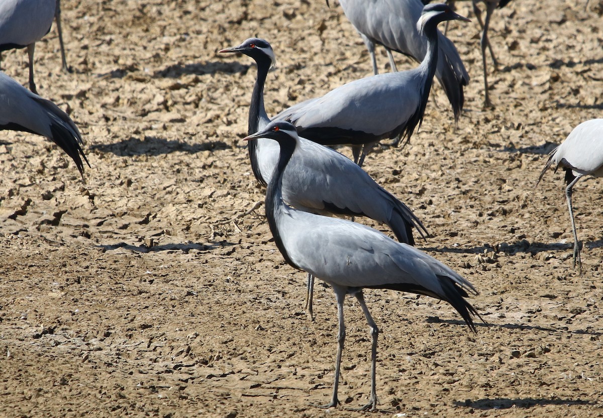 Demoiselle Crane - ML244305051