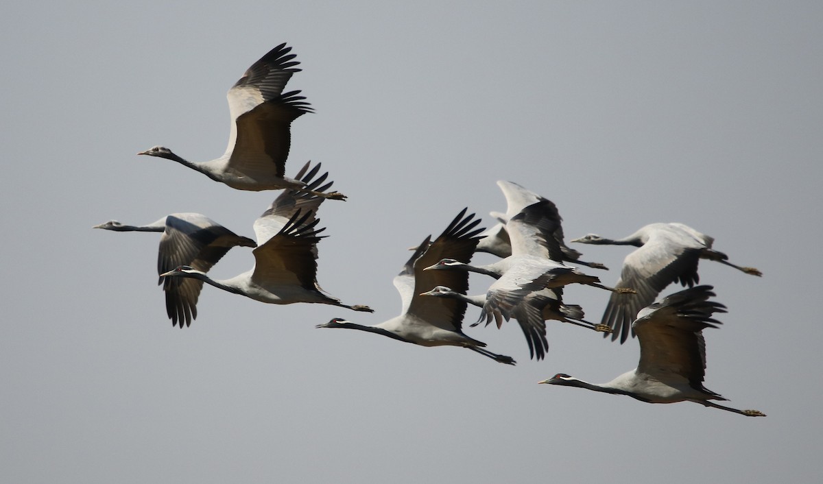 Demoiselle Crane - ML244305081