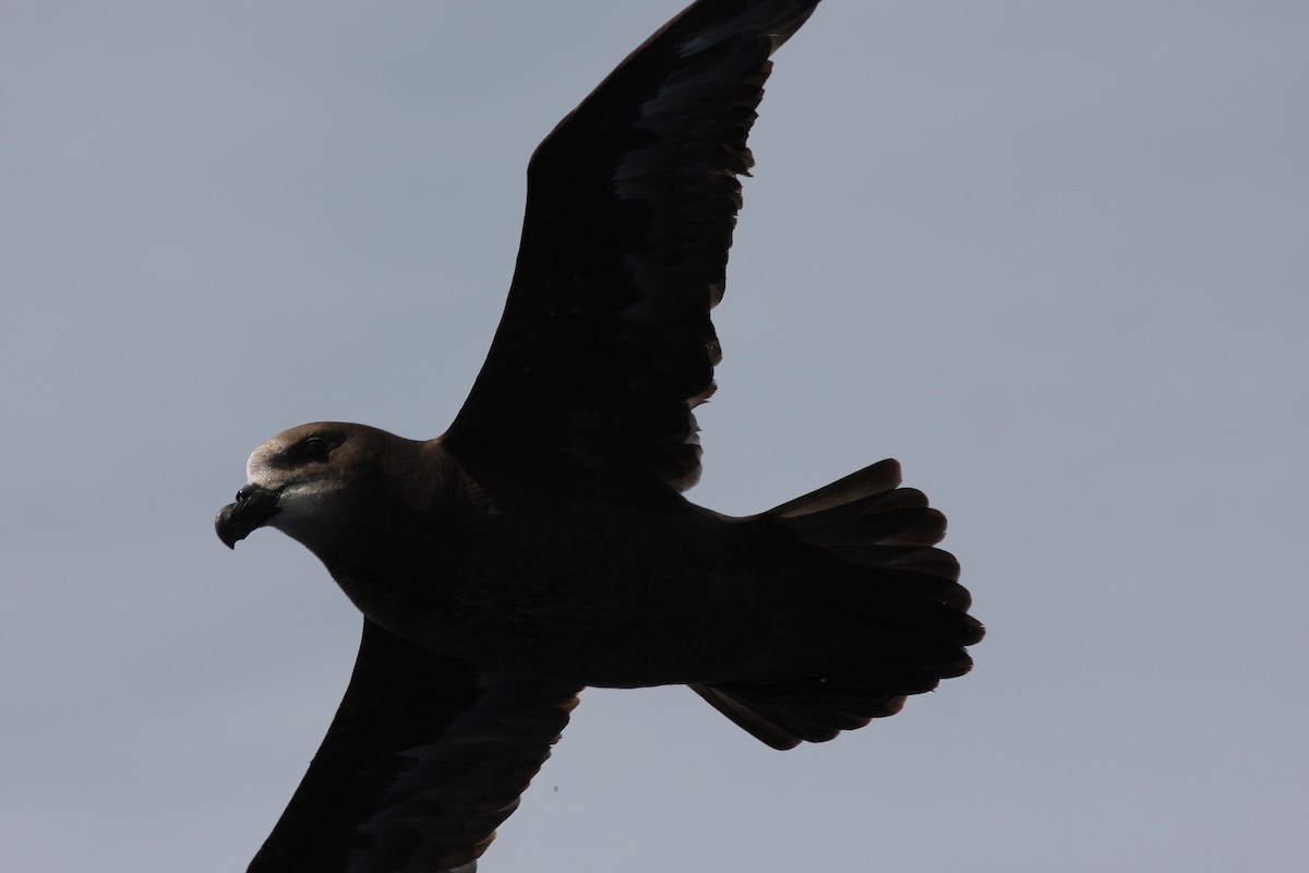 Great-winged/Gray-faced Petrel - ML244305131