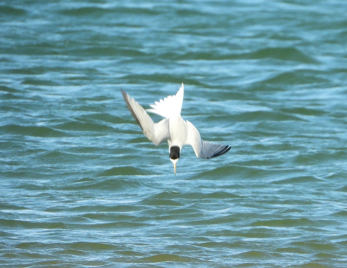 Little Tern - ML244305311