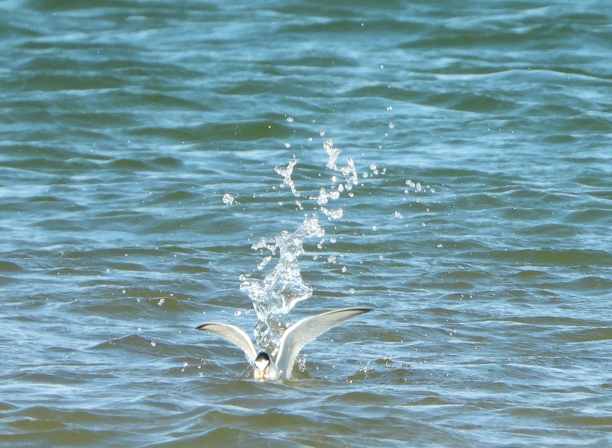 Little Tern - ML244305351