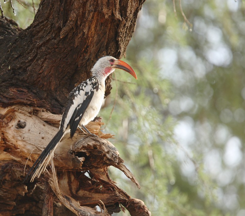 Northern Red-billed Hornbill - Qiang Zeng