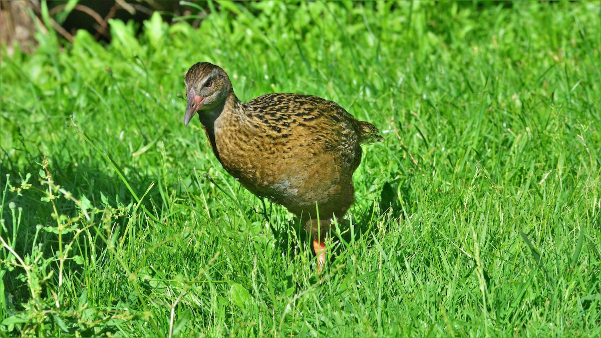 Rascón Weka - ML244305621