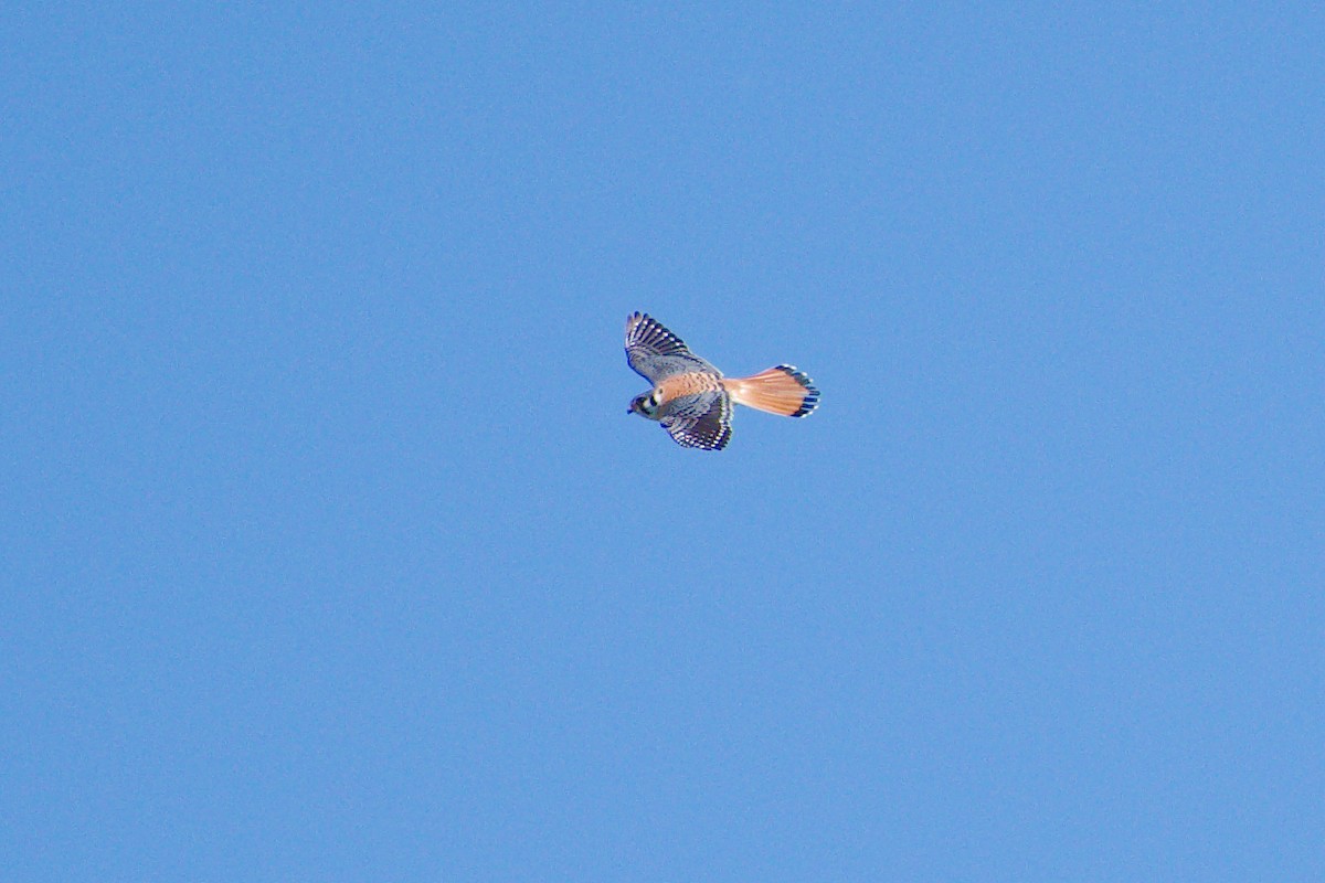 American Kestrel - Rick Beaudon