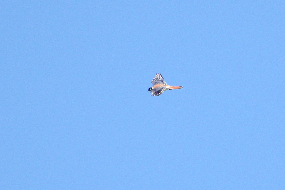 American Kestrel - ML244306911