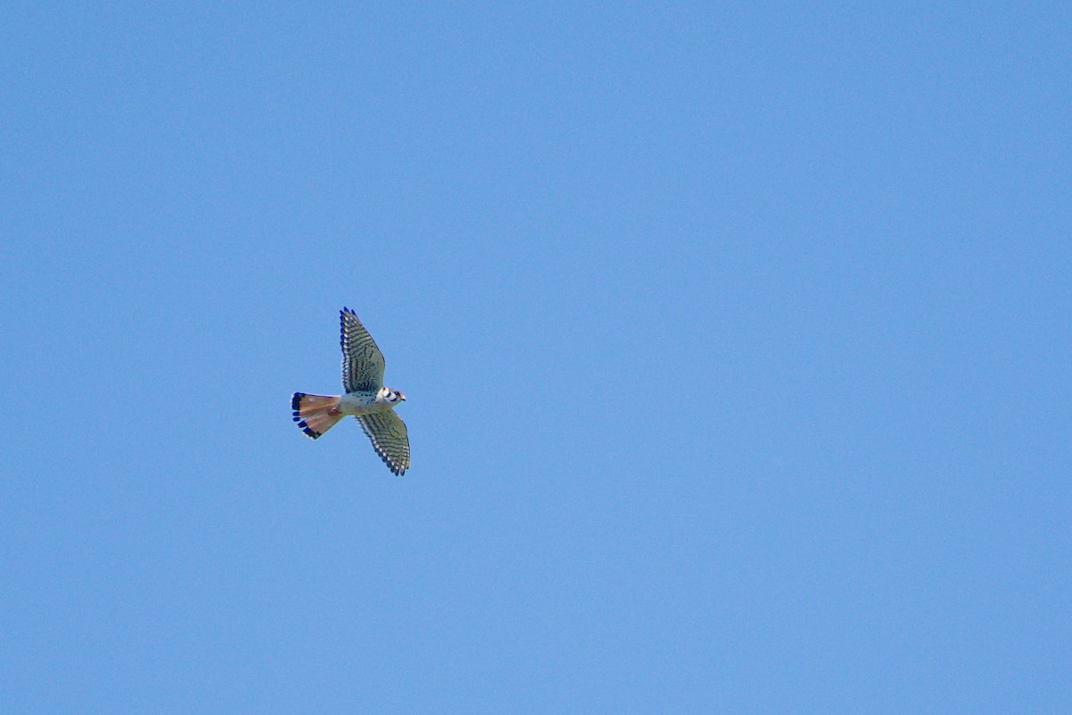 American Kestrel - Rick Beaudon