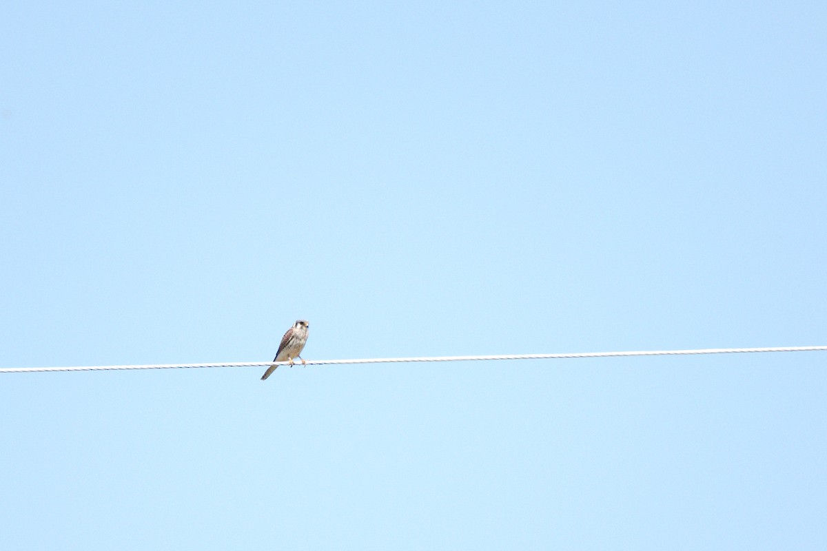 American Kestrel - ML244306951