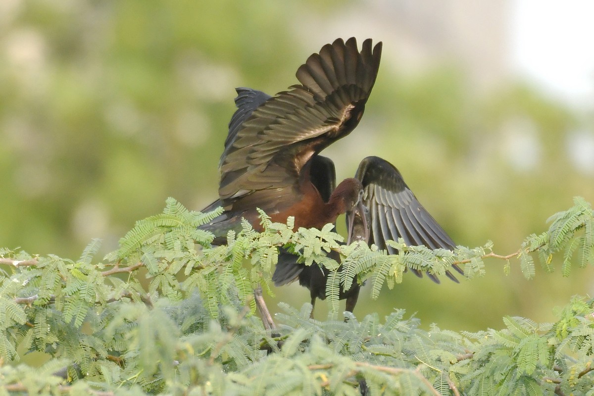 Glossy Ibis - Anil tripathi