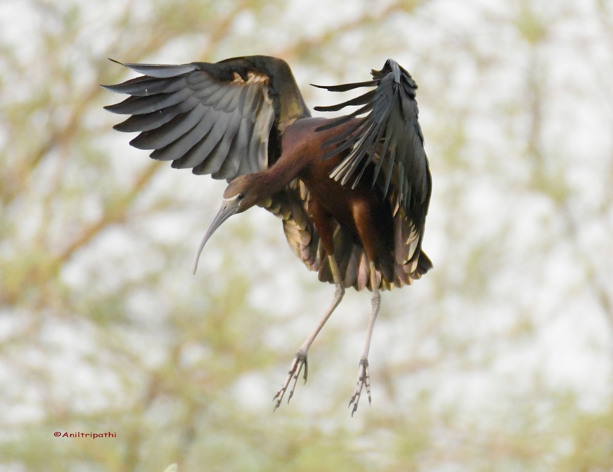 Glossy Ibis - Anil tripathi