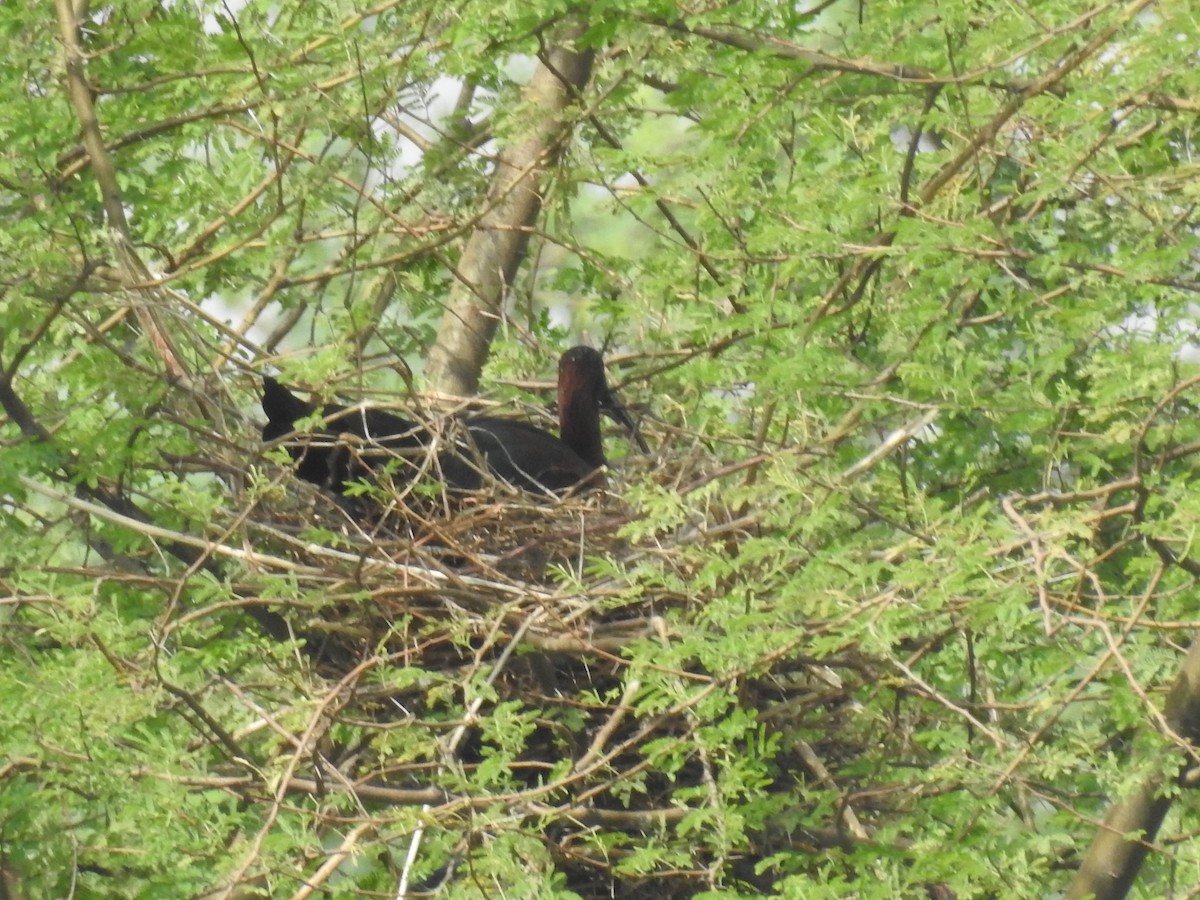 Glossy Ibis - ML244307411