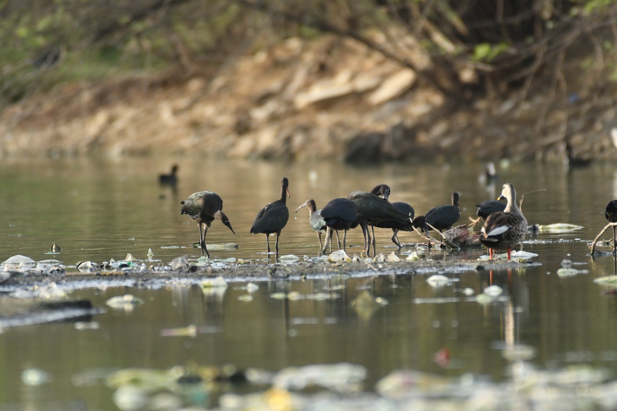 Glossy Ibis - ML244307421