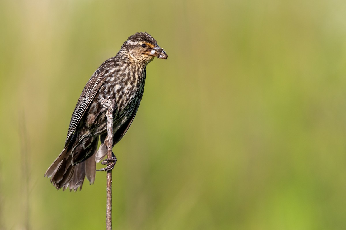 Red-winged Blackbird - ML244308101