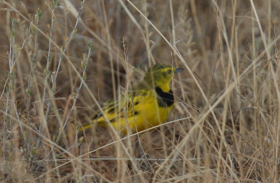 Pipit doré - ML244308561
