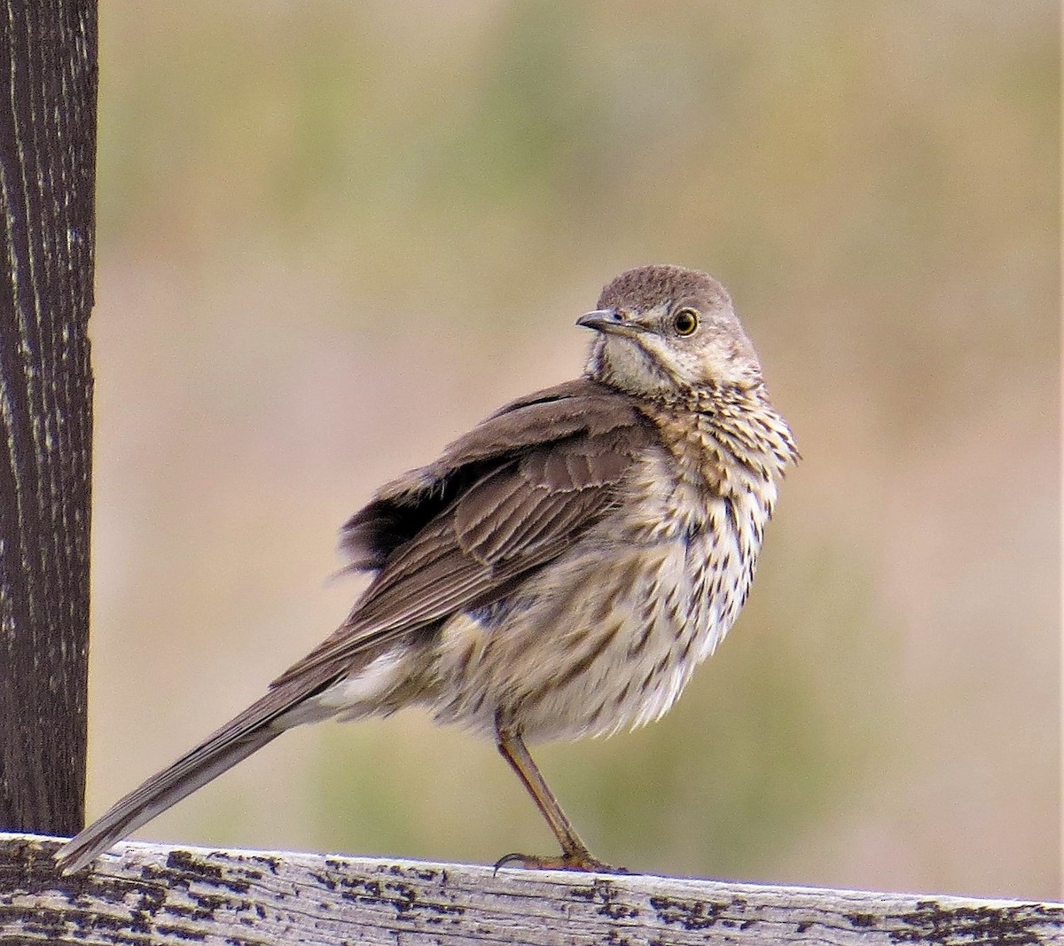 Sage Thrasher - Robin Wolcott