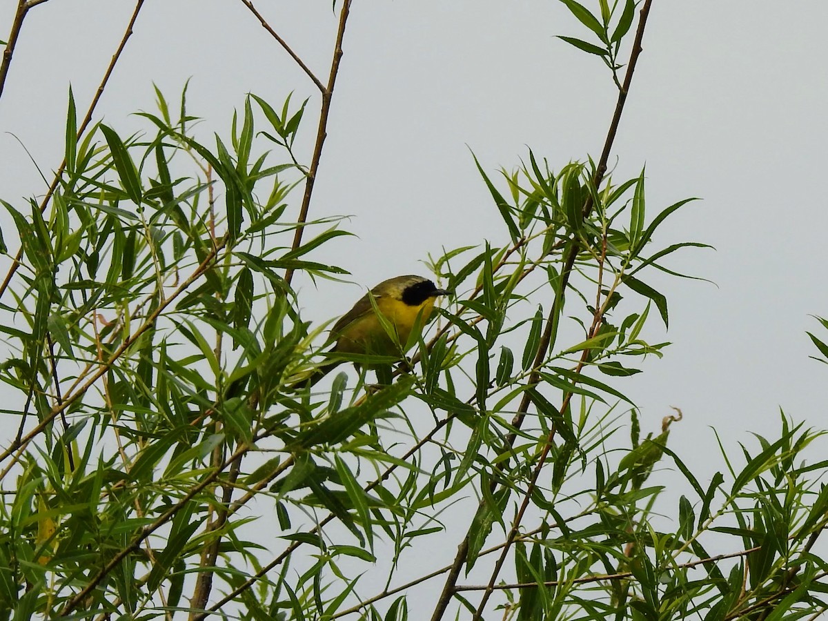 Common Yellowthroat - ML244310691