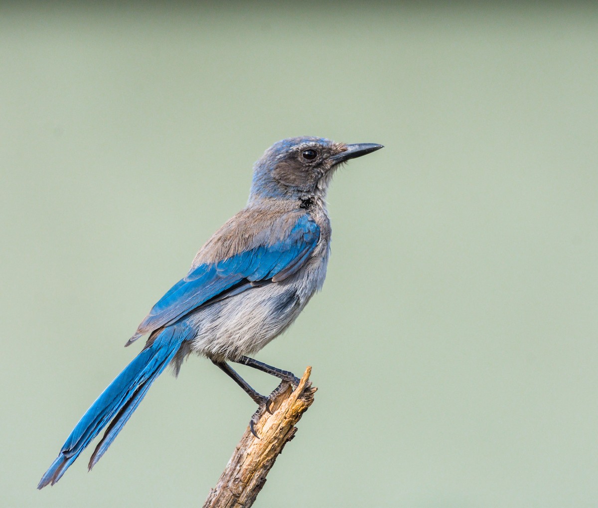 Woodhouse's Scrub-Jay - ML244310891