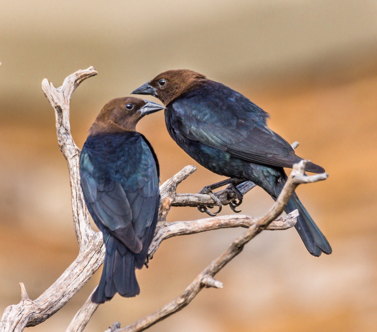 Brown-headed Cowbird - ML244310981