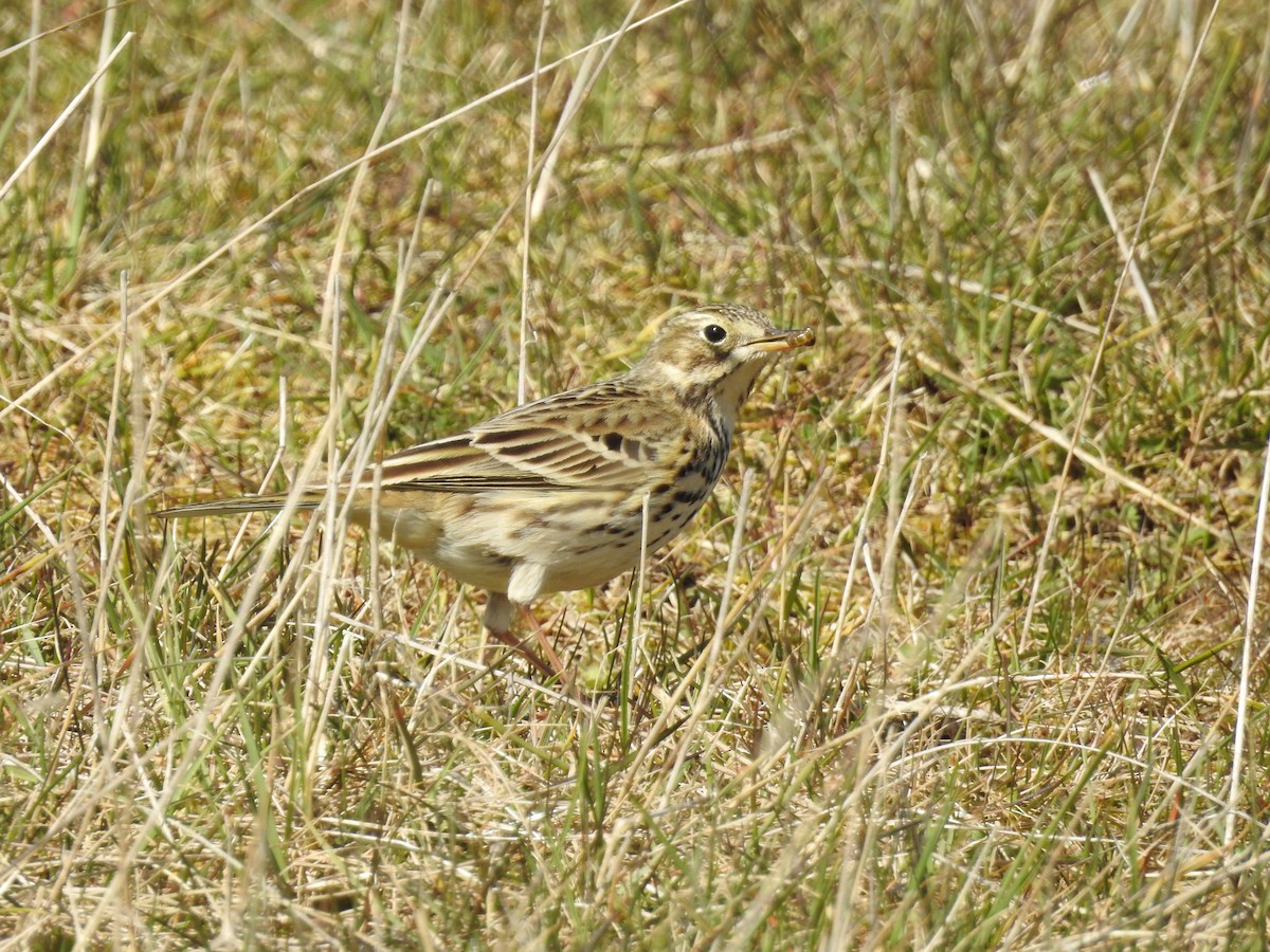 Meadow Pipit - ML244311971