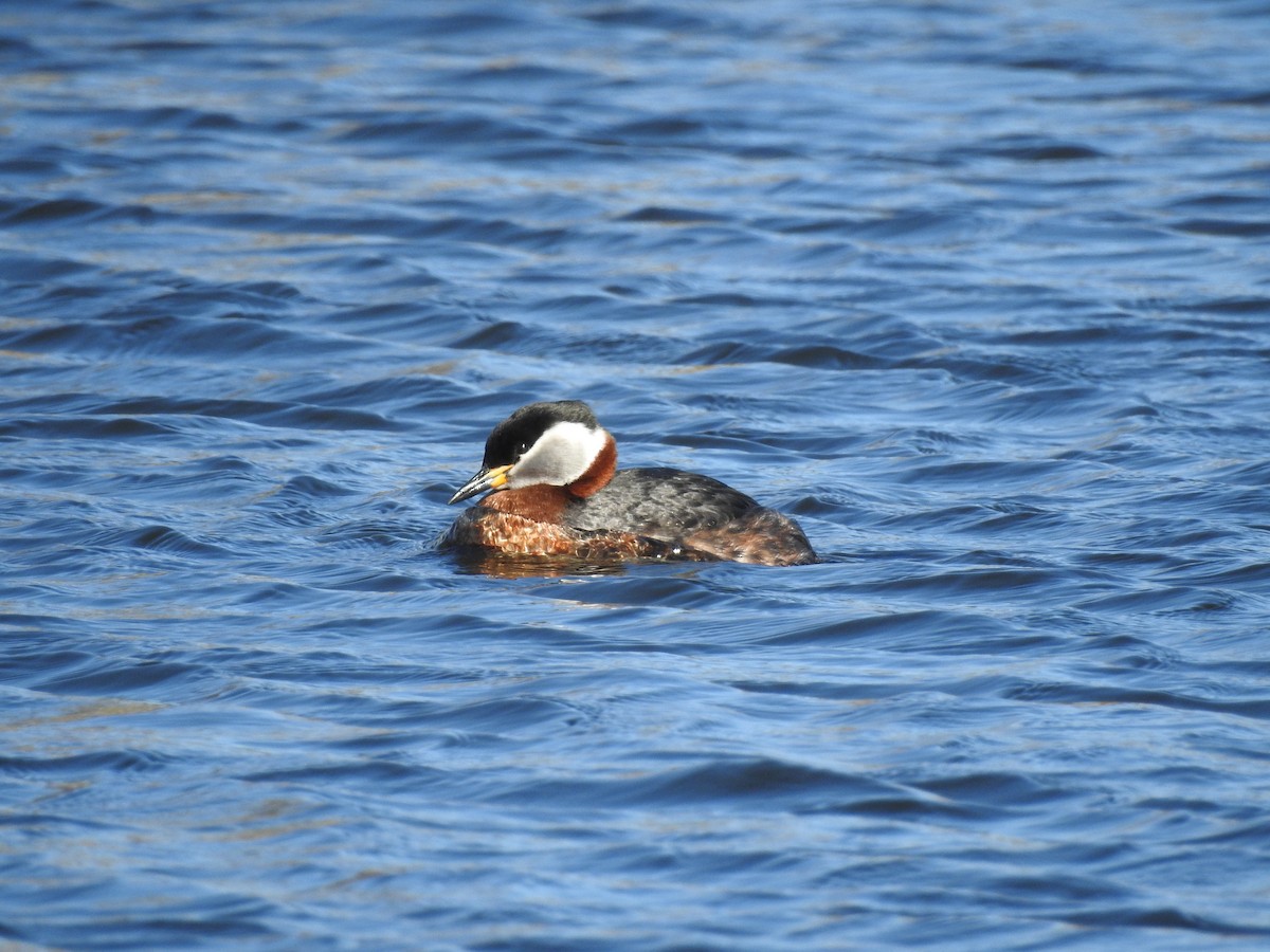 Red-necked Grebe - ML244312011
