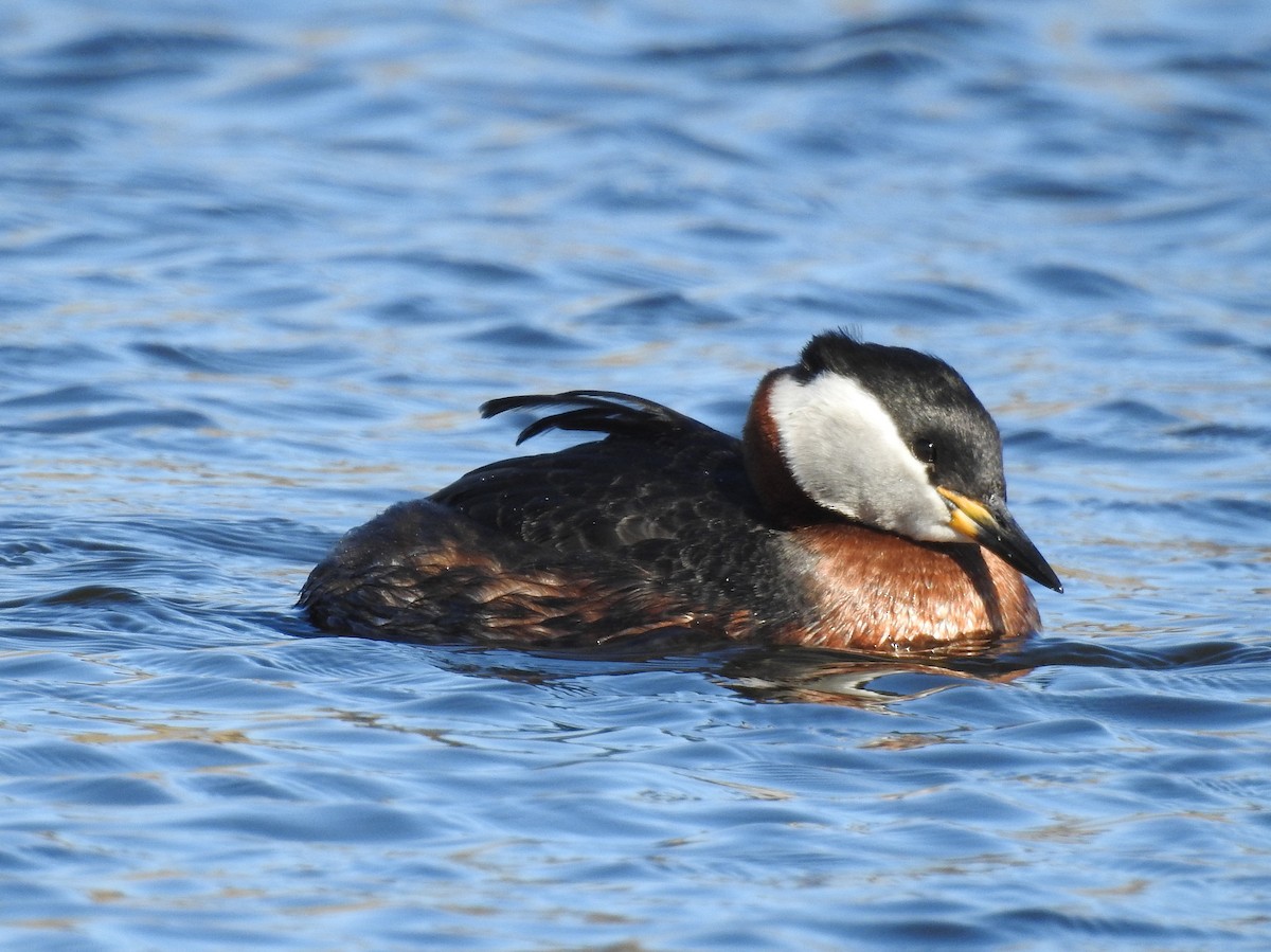 Red-necked Grebe - ML244312021