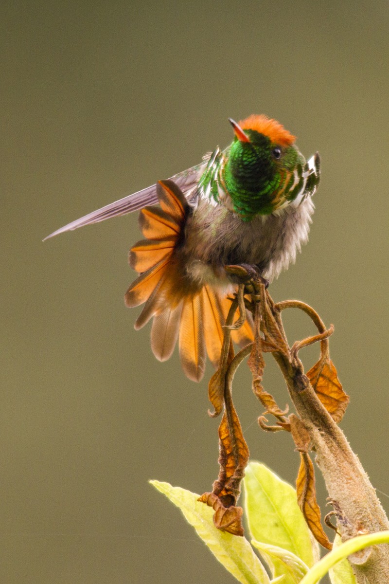 Frilled Coquette - Andres Vasquez Noboa
