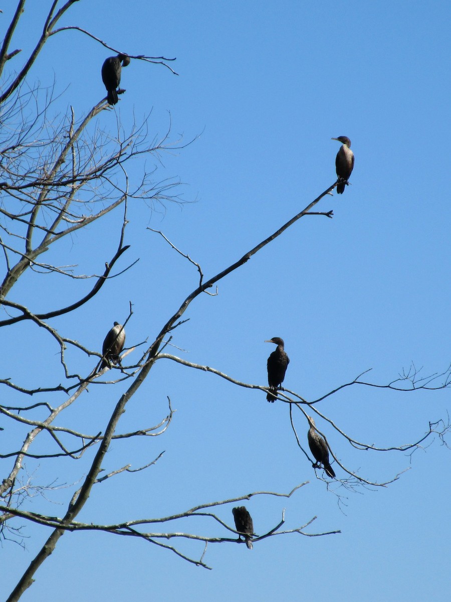 Double-crested Cormorant - ML24431411