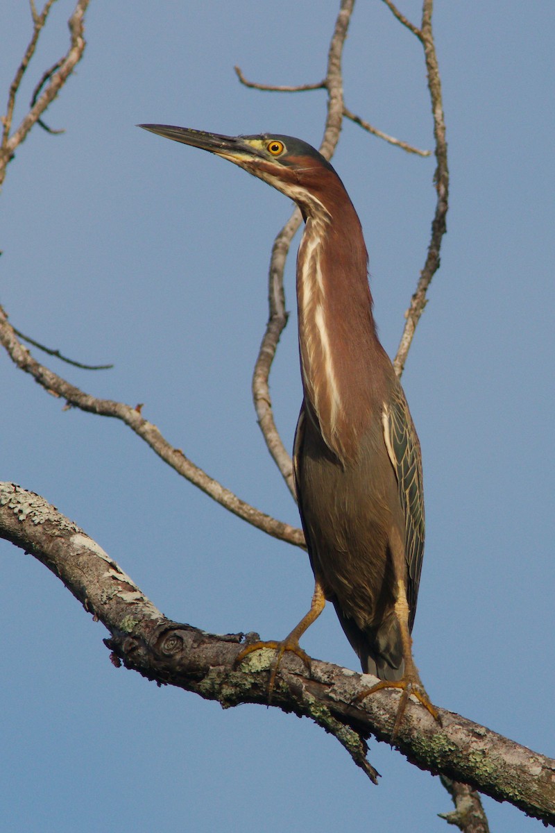 Green Heron - David Guertin