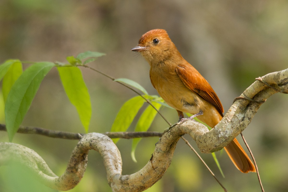 Rufous Casiornis - Andres Vasquez Noboa