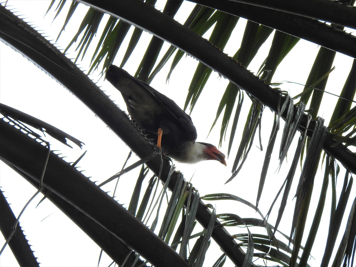 Caracara huppé (cheriway) - ML244317201