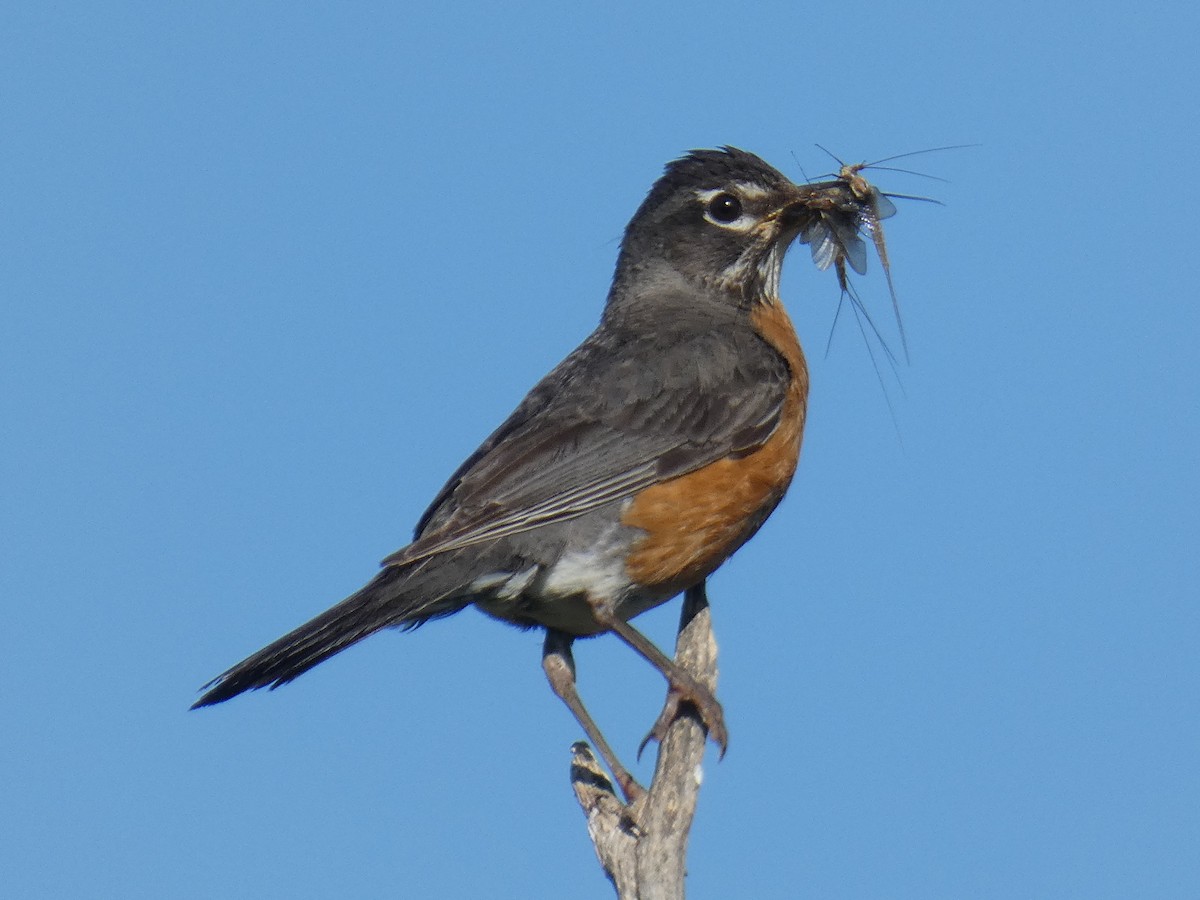 American Robin - David Riddle