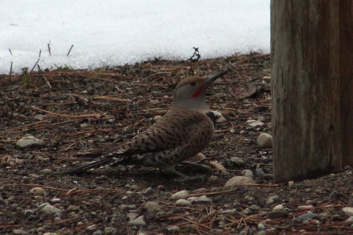 Northern Flicker - ML24431931