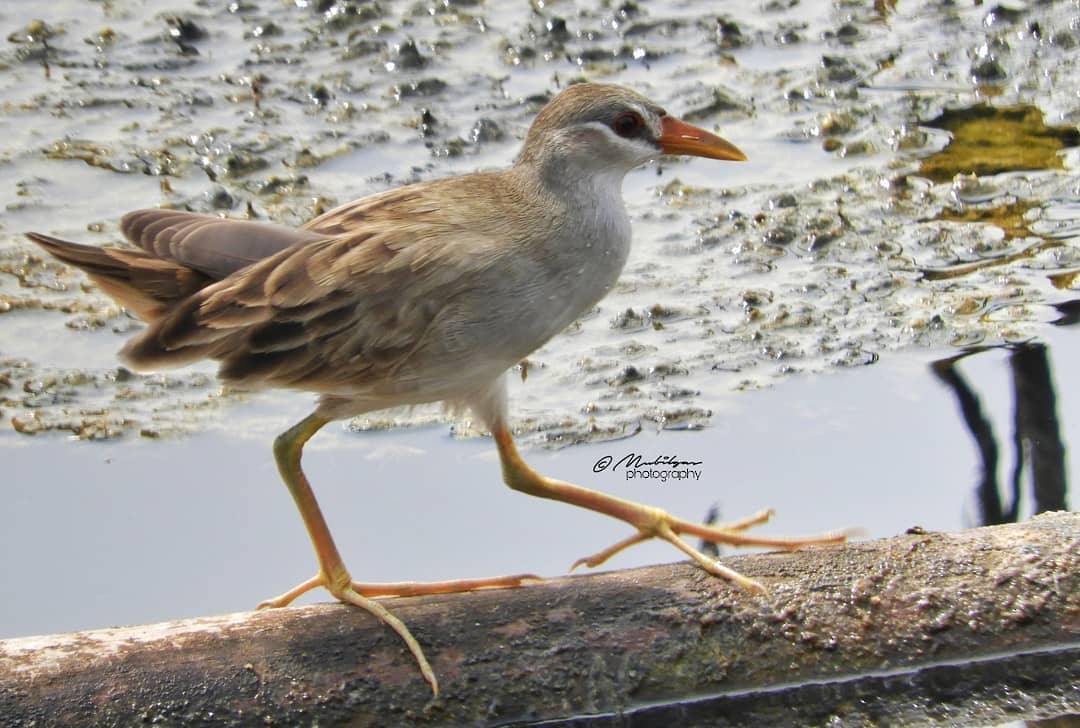 White-browed Crake - ML244320701