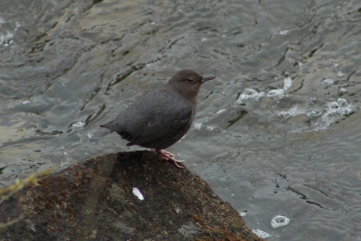 American Dipper - ML24432071