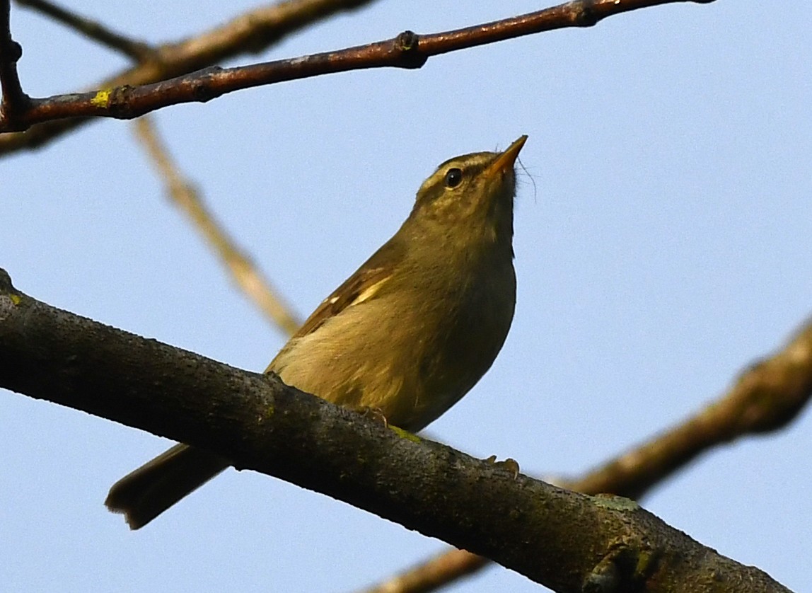 Blyth's Leaf Warbler - ML244320821