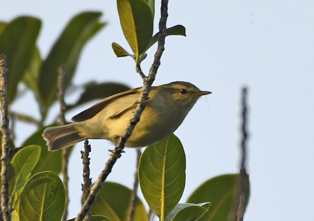 Blyth's Leaf Warbler - ML244320841