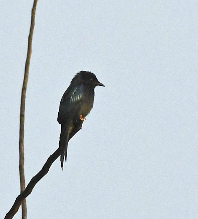 Bronzed Drongo - Savithri Singh