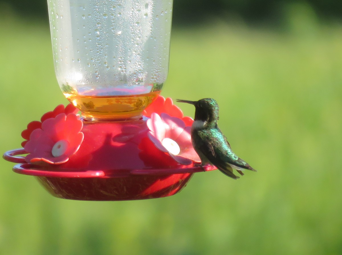 Ruby-throated Hummingbird - ML244321481